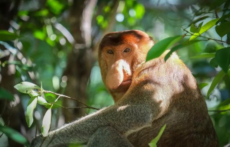 8-Day Borneo Family Cycling Holiday